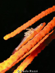Bryaninops sp.
A coral goby with many parasites attached... by Paolo Rossi 